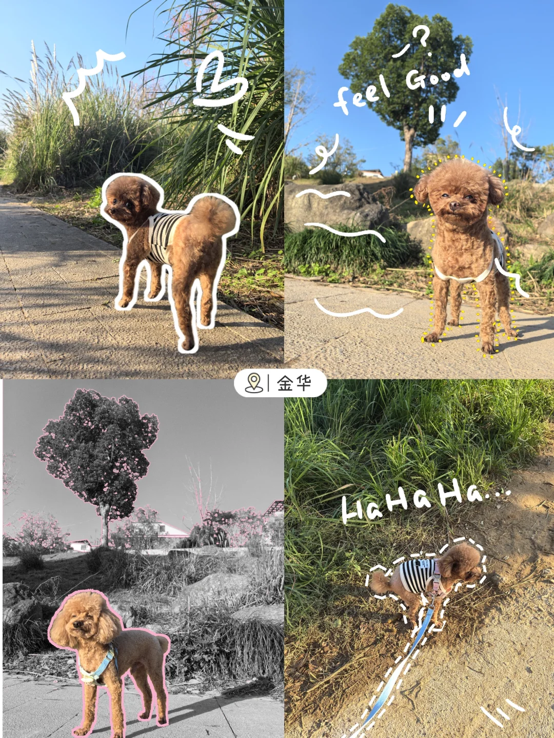 小狗我呀……很舒糊😆
