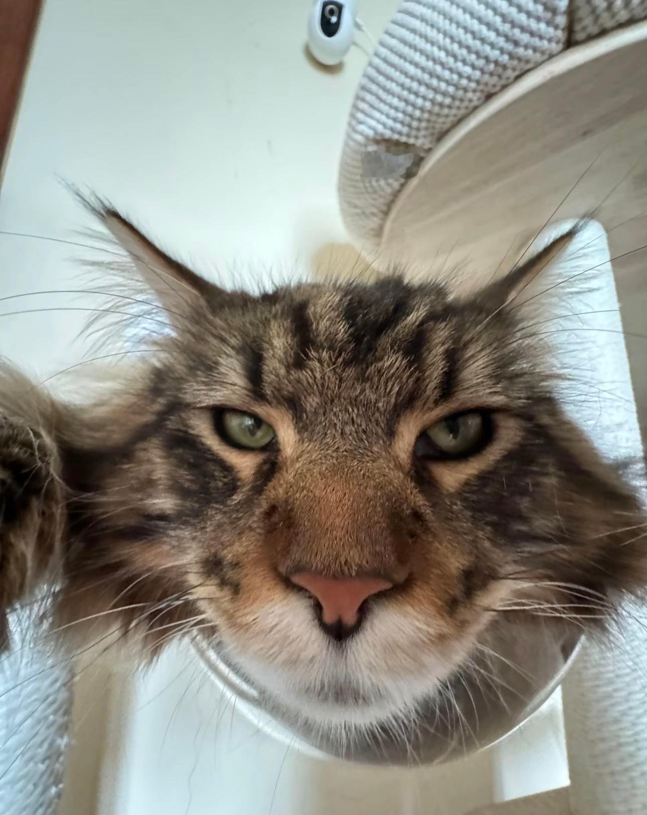 #建议大家多用广角给猫猫拍照# 每一帧都像我朋友给我拍的[微笑][微笑] ​​​