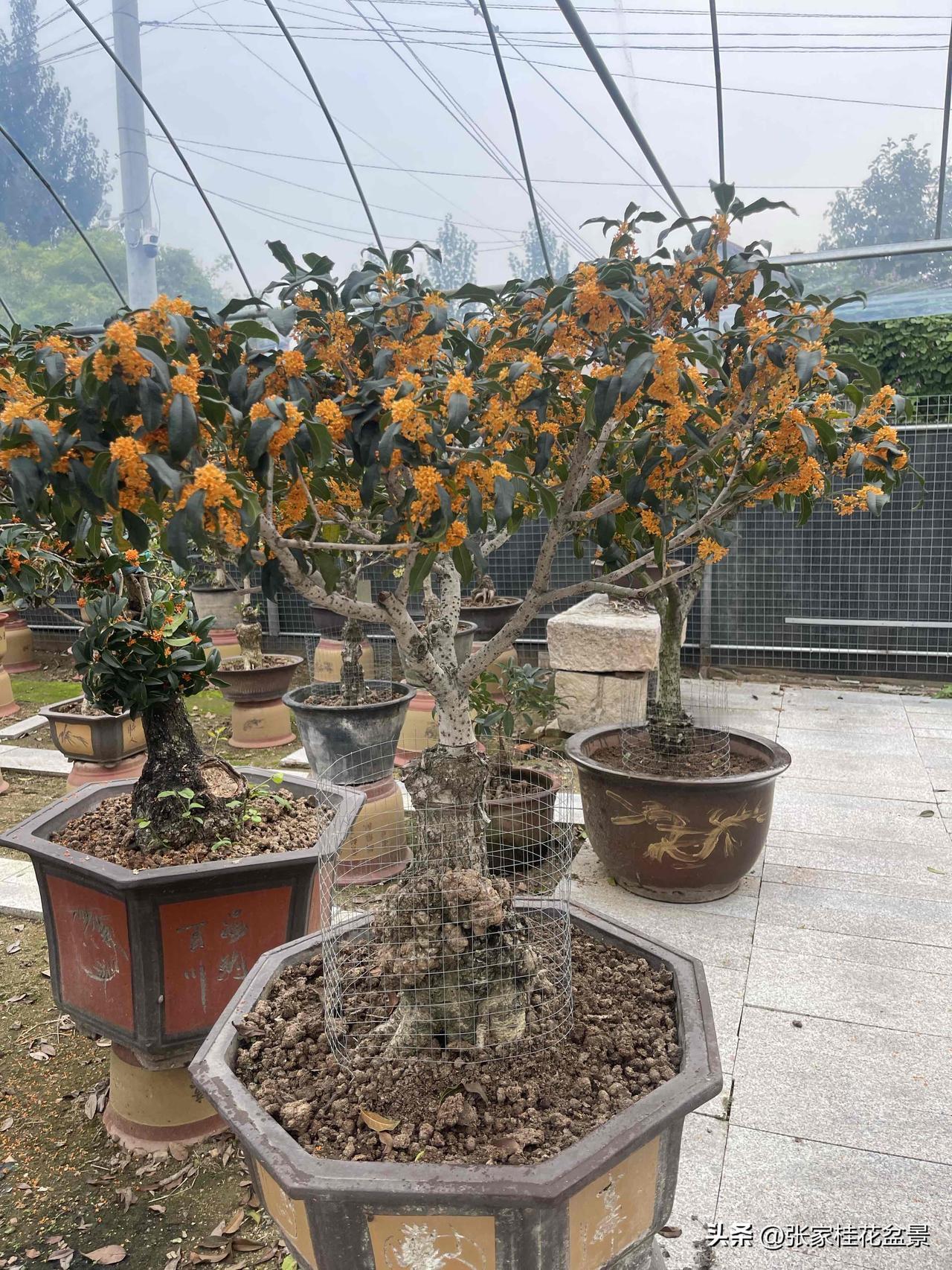 桂花叶出现病斑用什么药斑点属于叶片老化的一种，常出现的季节是秋冬，不需要用药
