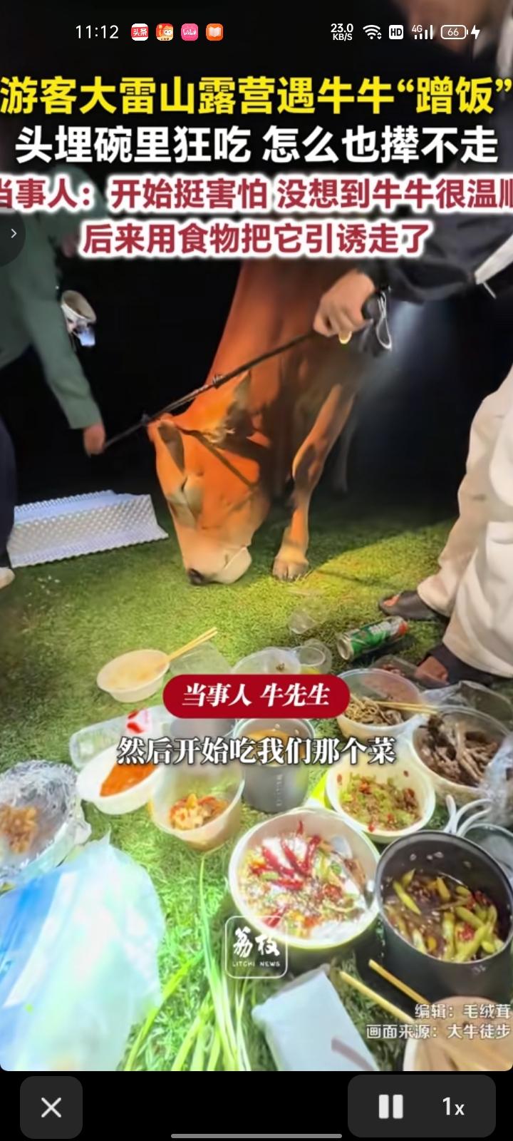 7月26日，台州临海市。游客们去大雷山露营，准备了一些吃的，不料一头牛过来蹭吃，