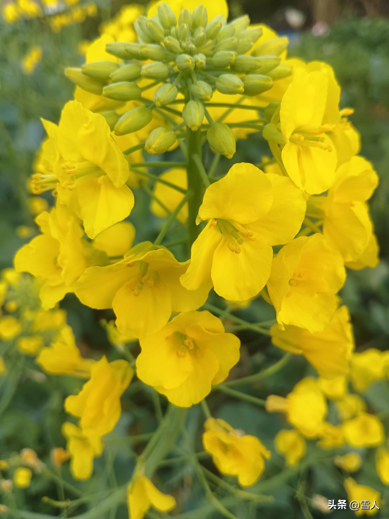 永州双牌寻春，油菜花开。春日晴好，赴双牌寻春味。一路车行，满目新绿，漫山遍野的油