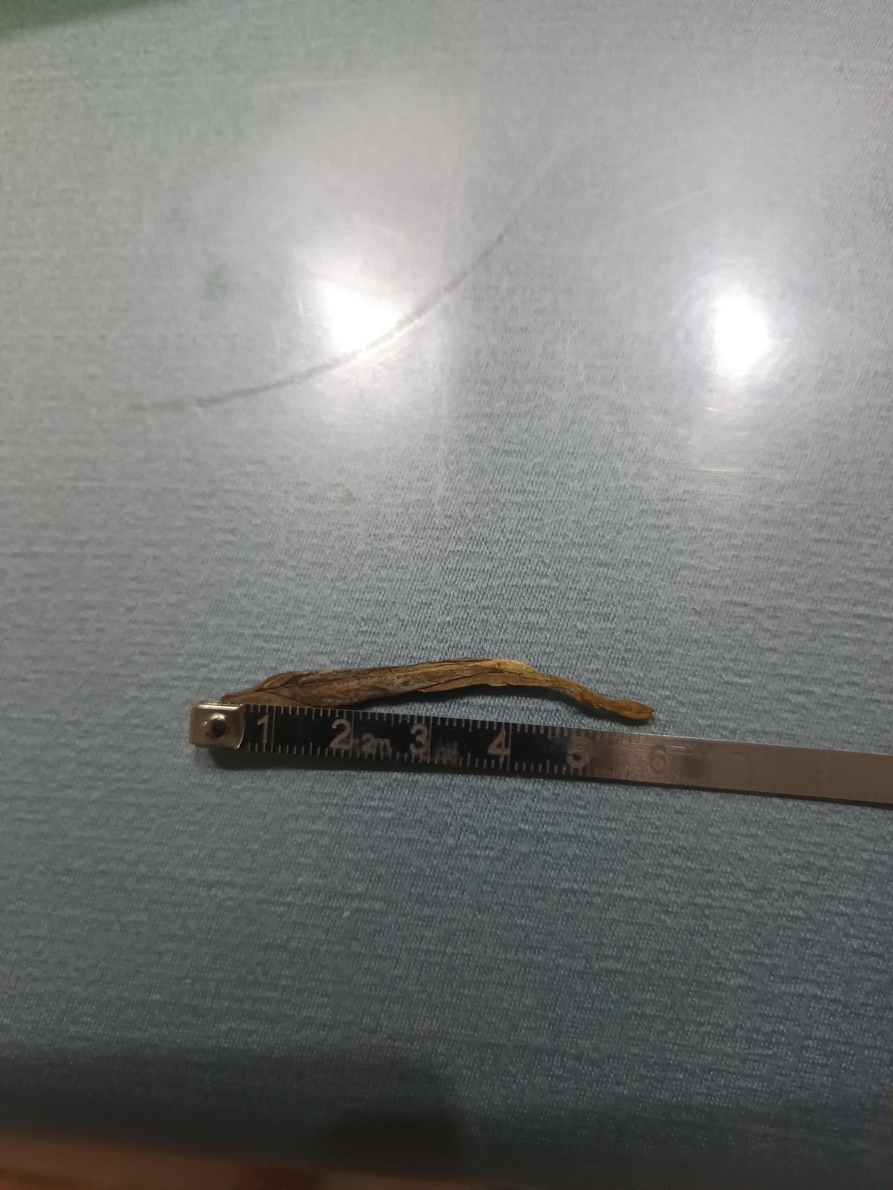 前两天亲戚送来两包茶叶，我今天打开看了后有点疑惑。其茶叶干叶片的外形跟我们浙江的