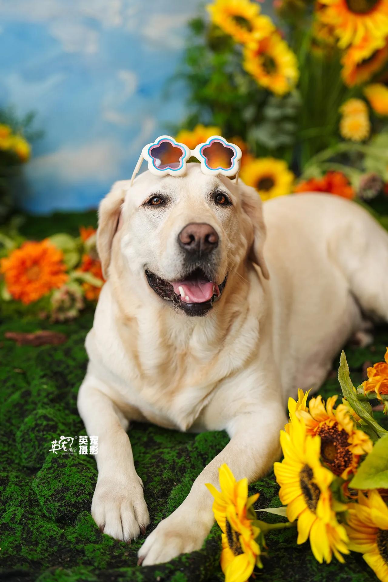 关于大型犬能不能拍漂亮的场景？
这从来不是问题，我们的场景适合所有孩子们😚
【
