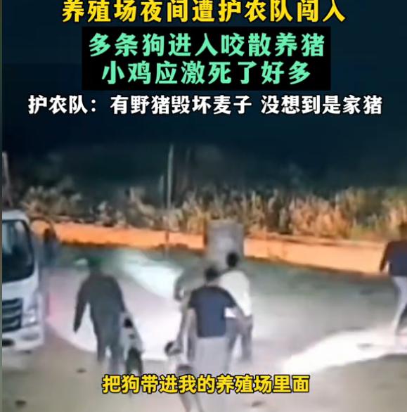 哭笑不得，甘肃天水，一家手续完备的养殖场发生一起纠纷，养殖场深夜被护农队带了人和