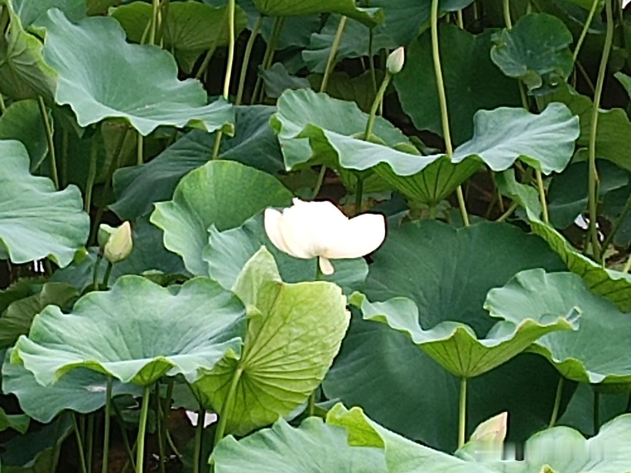 大坪古村
——荷花池
（拍摄于邢台沙河市·大坪 2026-7-28）