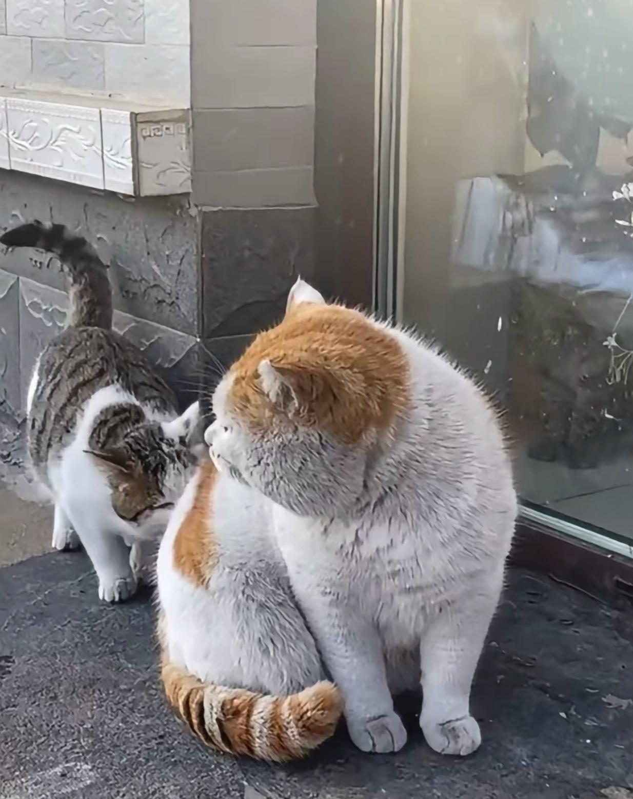 脏脏猫火爆全网，它的特点是长得肥头大耳，在大大的脸颊上长了一双小眼睛，看上去与整