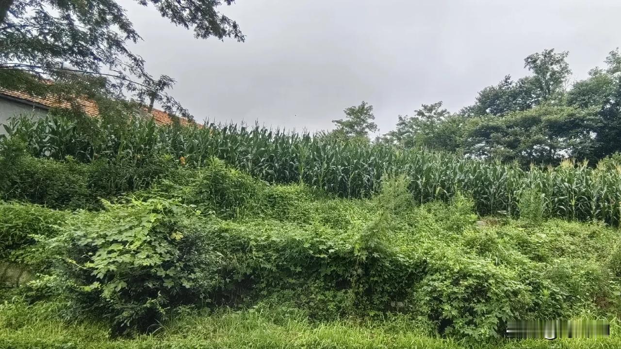 直播苞米地
        清晨的丹东五龙背漫山遍野的苞米地，空气中弥漫着苞米的