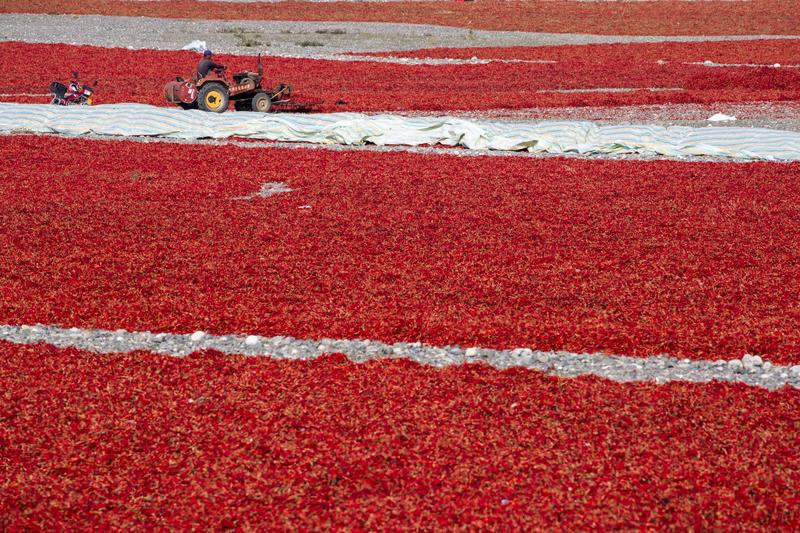 2025年12月，成都菜市场的小米辣价格简直坐了火箭！一个月前才几元一斤，现在零