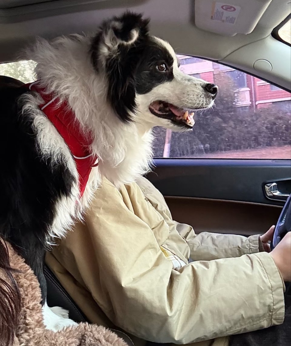 萌宠 司机变身中 