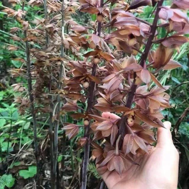 据说这是稀罕植物，有公园意外发现两株，已经被保护起来。
就想知道，这是什么植物？