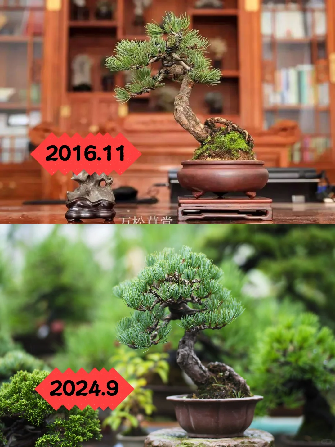 一棵大阪松盆景的8年