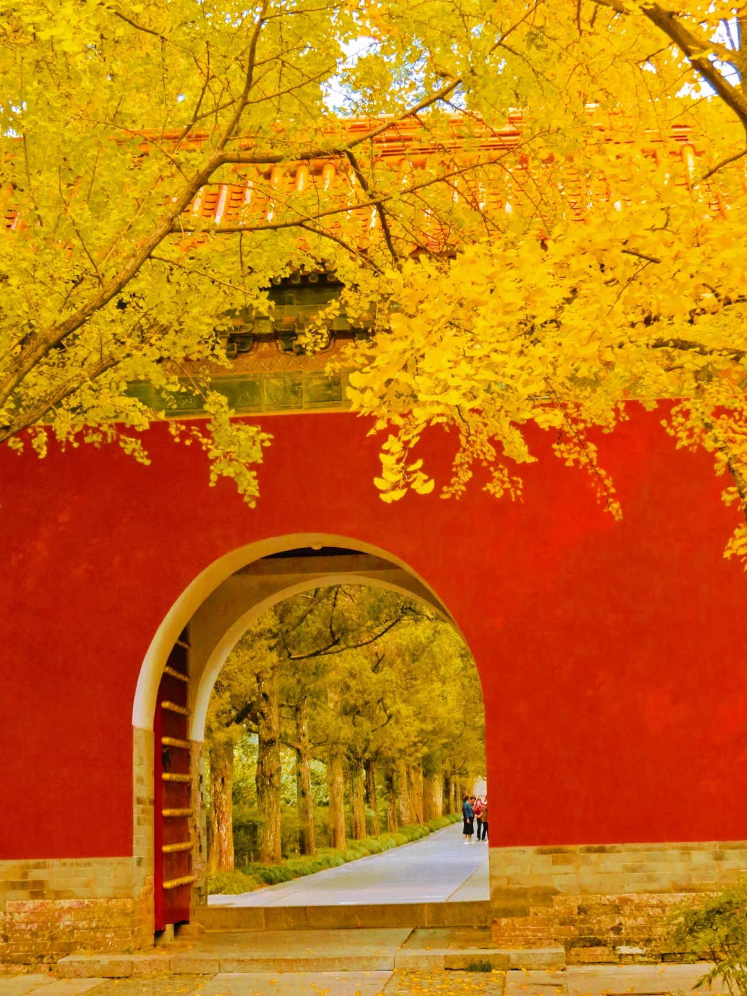 接下来的南京将是国内赏秋天花板｜附攻略