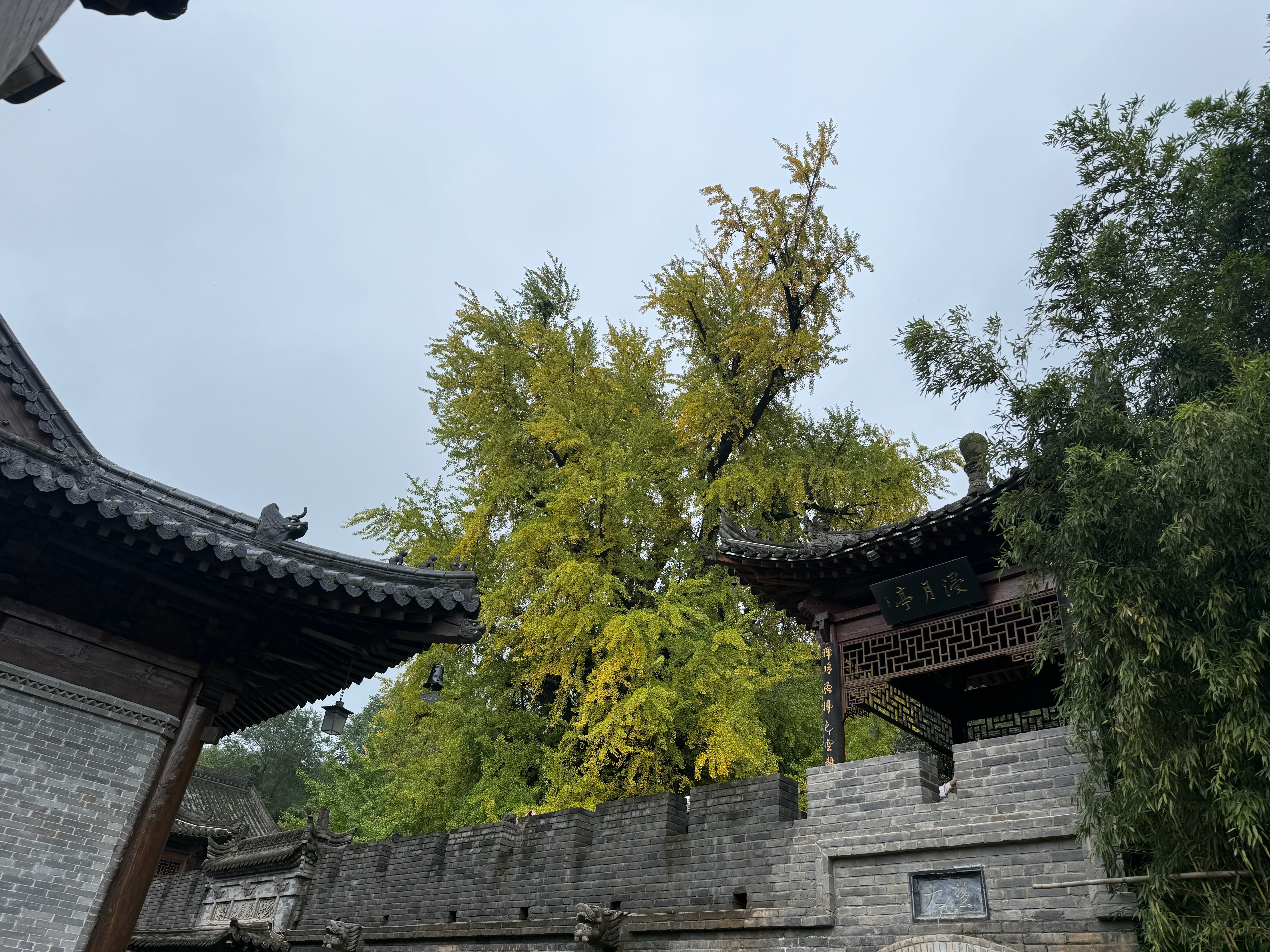 千年银杏树[打call]  ​​​