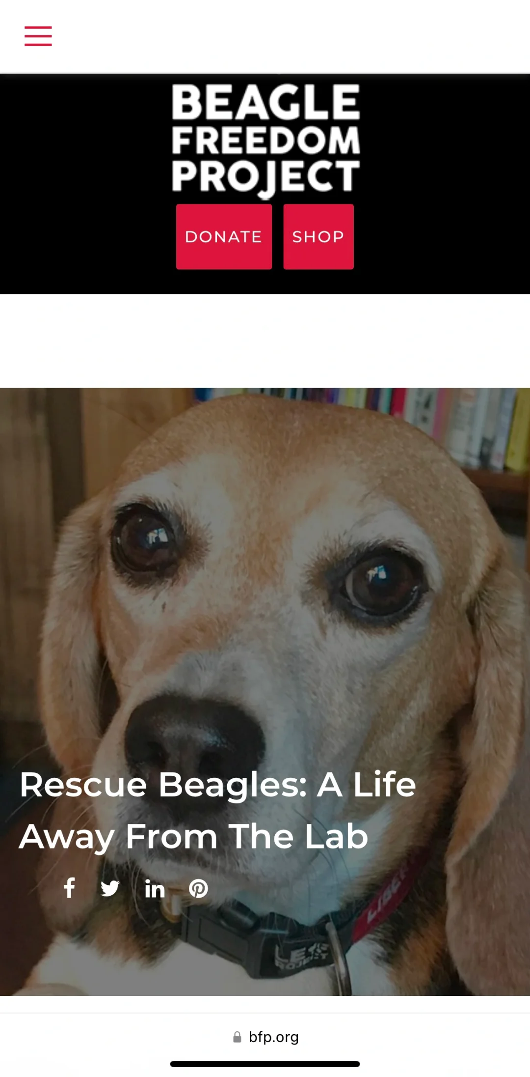 美国也可以领养比格实验退役犬！🥹