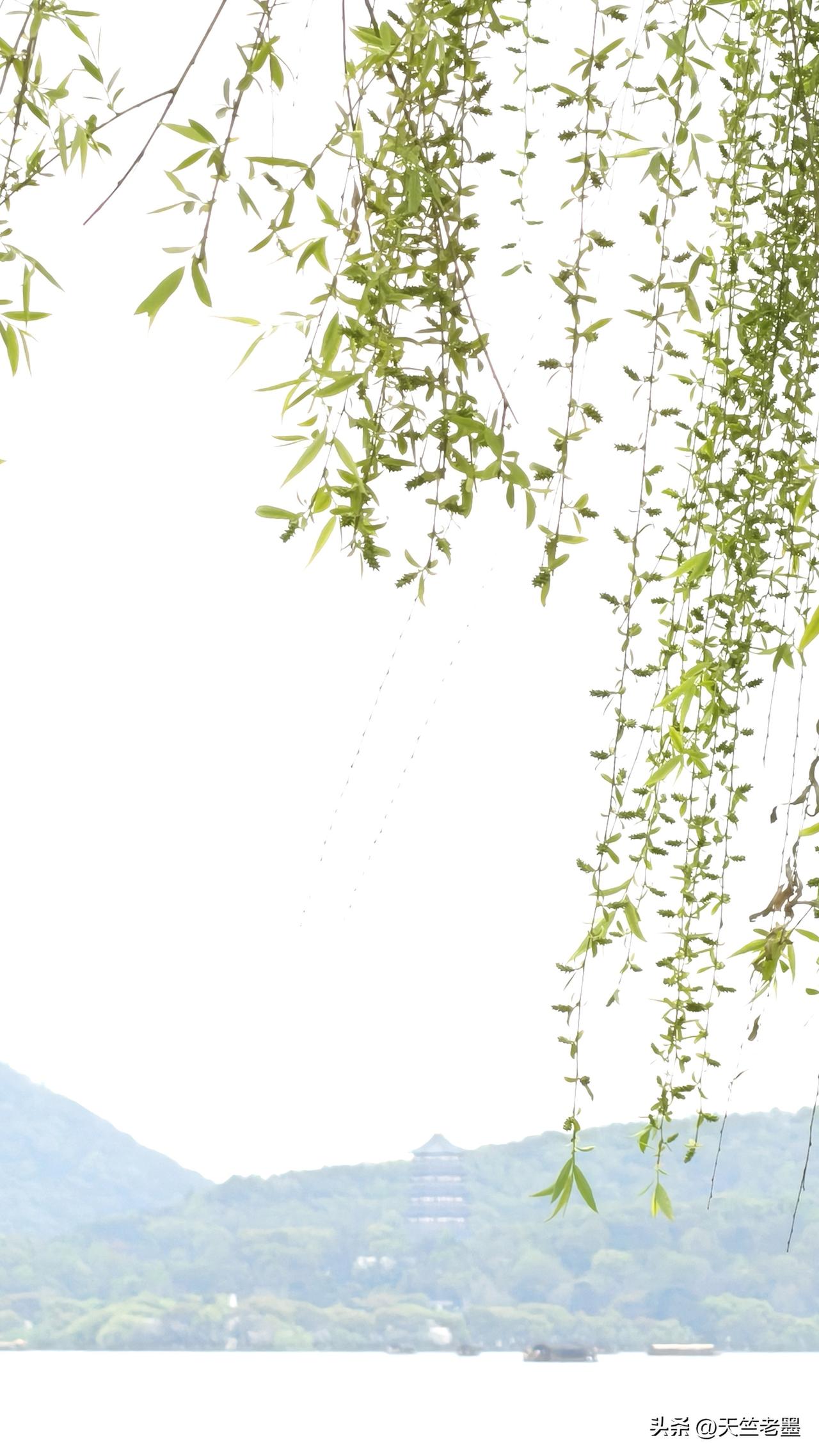 最爱湖东行不足，绿杨荫里白沙堤
西湖杨柳美景