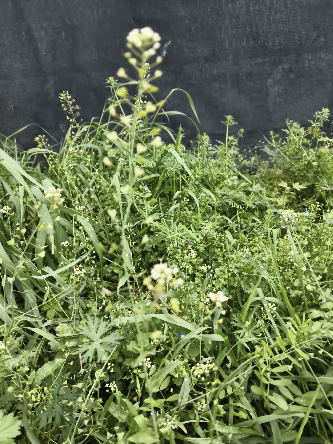 院角的黑布前，一丛野花草肆意铺展，把春日的生机攒得满满当当。
 
最惹眼的是几株