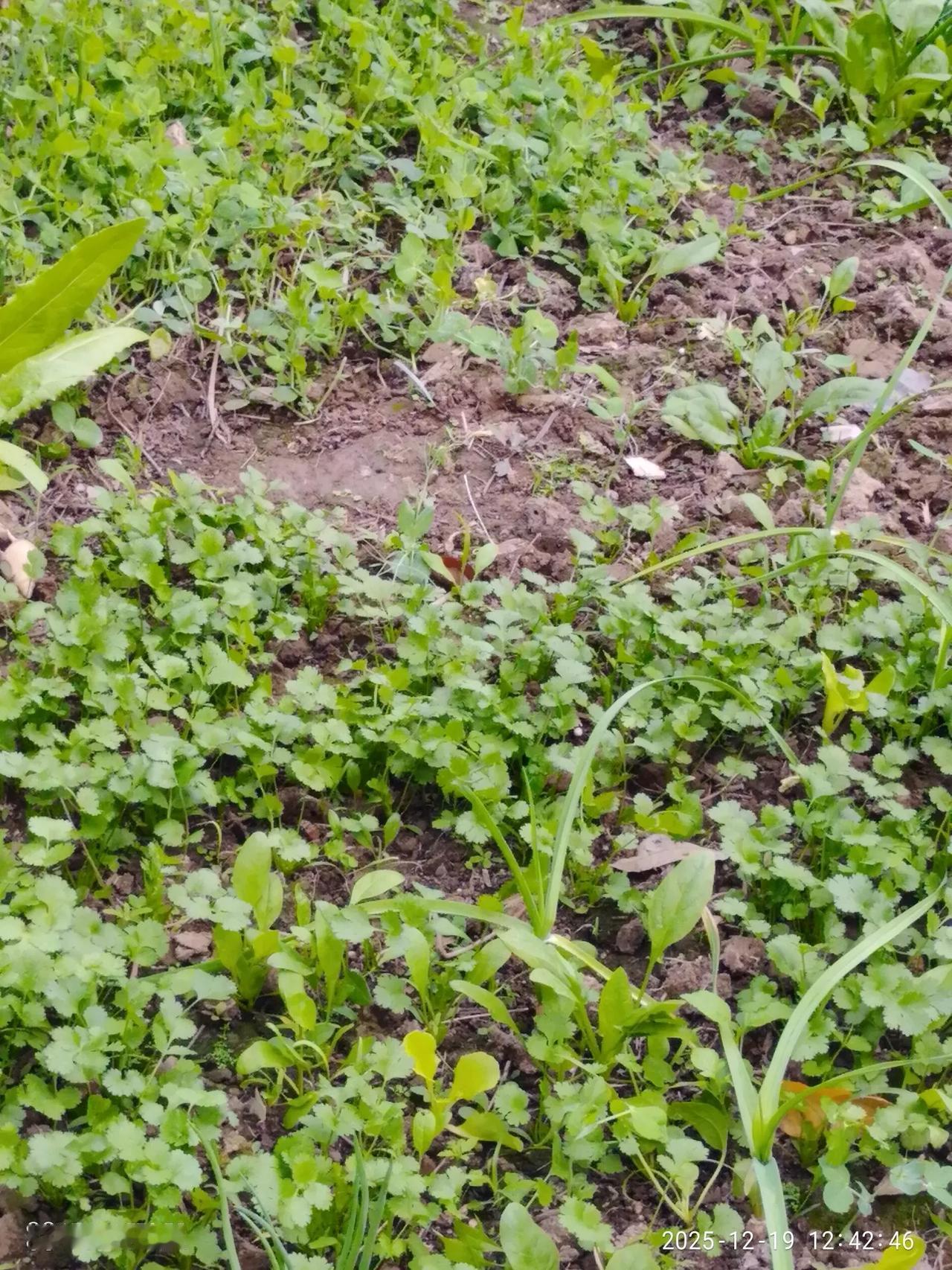 我种的菜，长势挺好的，和我的股票一样，绿油油的，这边一块荒地，没有人种，我种了一