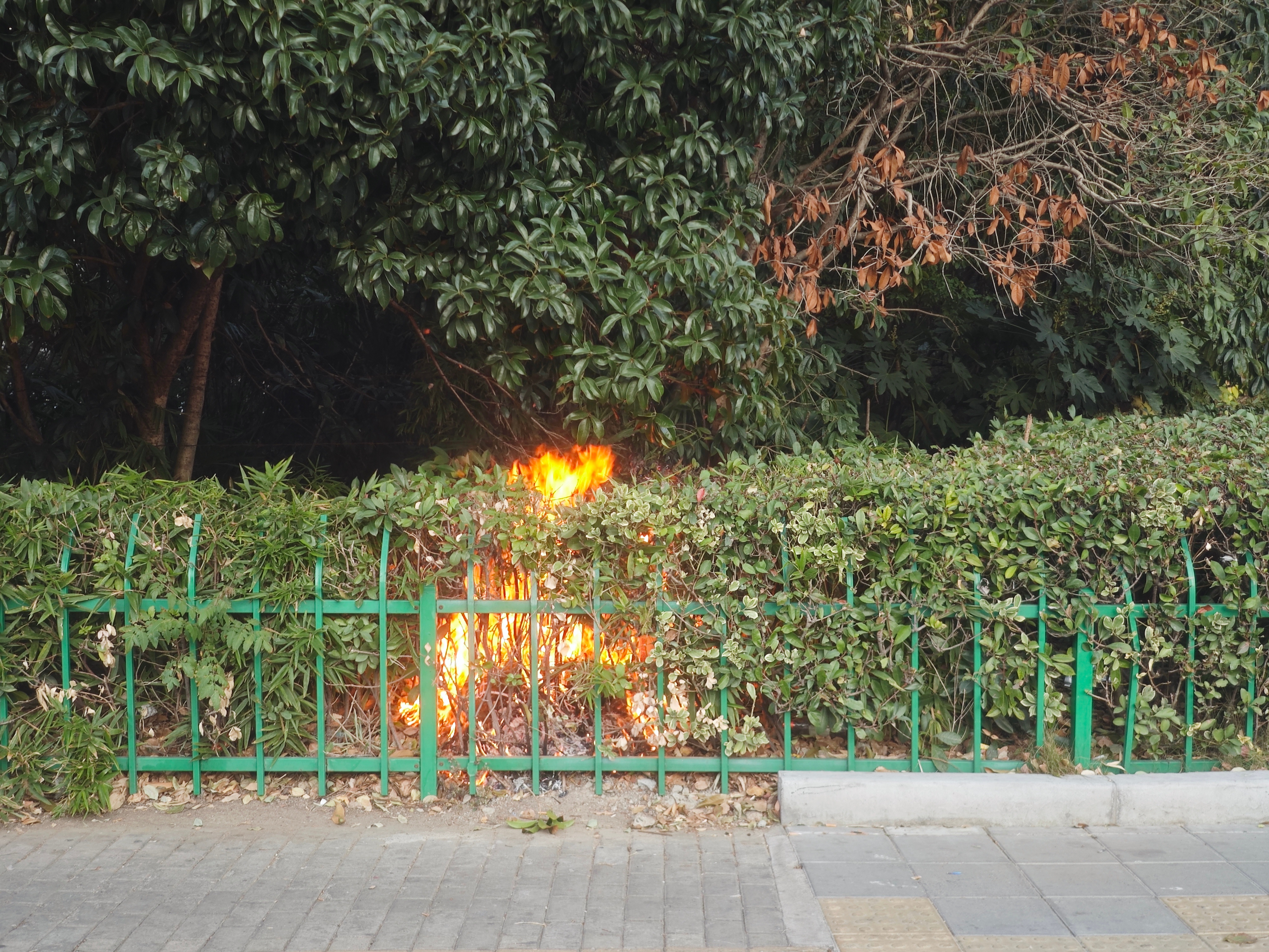 天干物燥，小心火烛，昨天安亭看到的一幕，绿化带失火了，第一个打电话的是外卖小哥。