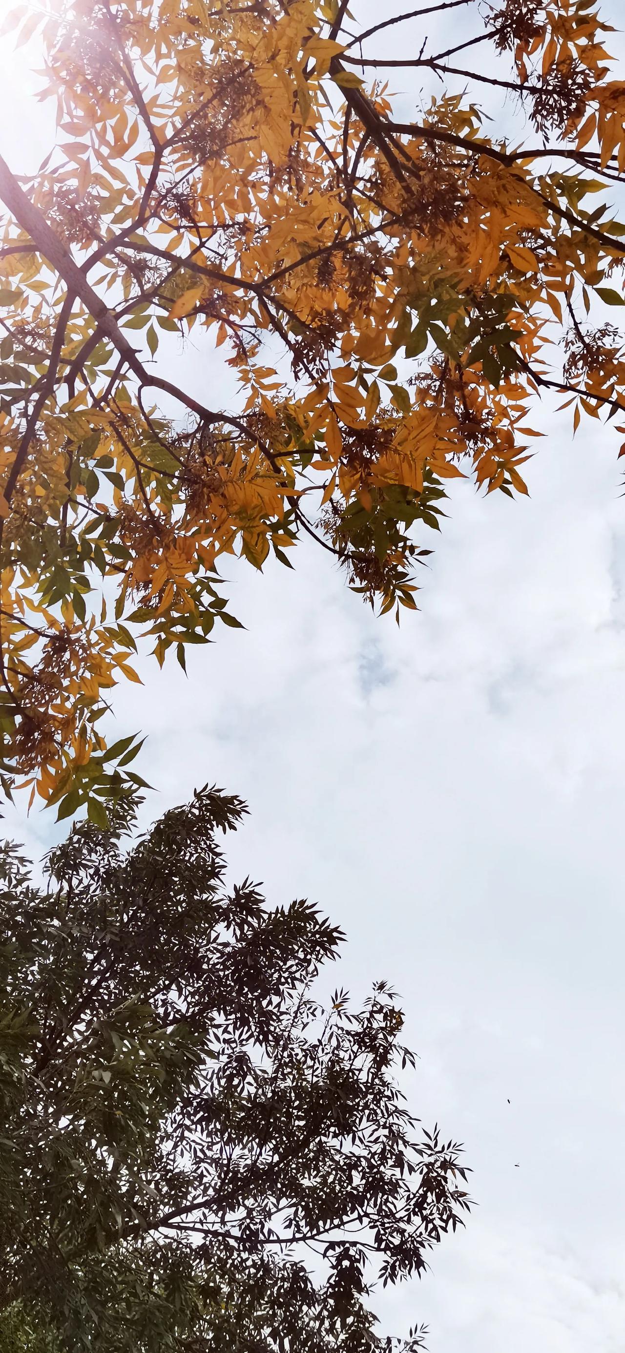 秋风送爽叶纷飞，
金黄稻穗映晴晖。
山川如画红霞染，
人间岁月最相宜。

桂香四