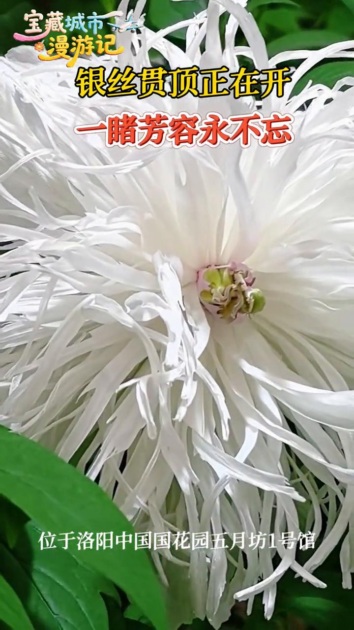 宝藏城市漫游记。
银丝贯顶正在开，一睹芳容永不忘。位于洛阳中国国花园五月坊1号馆