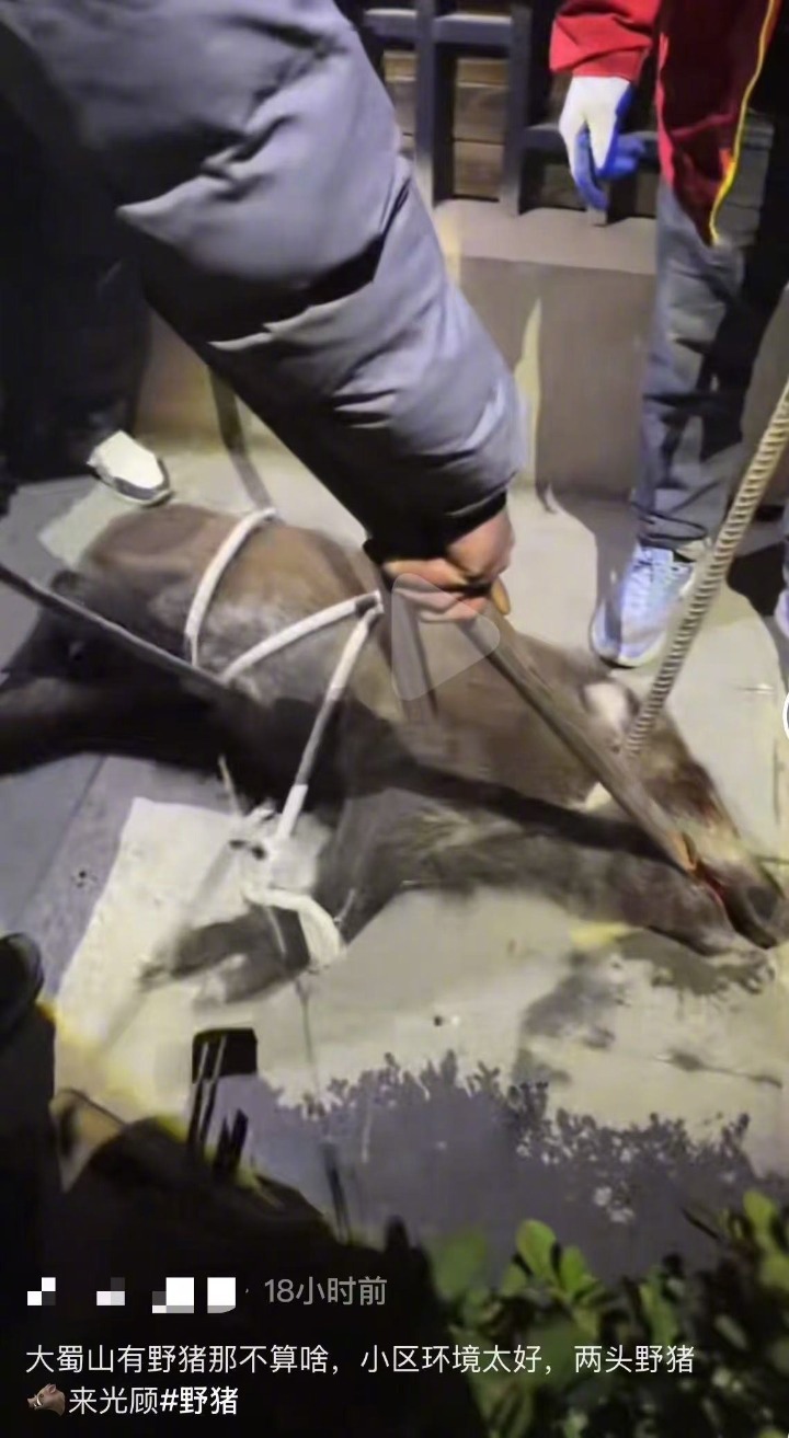 合肥一小区#光天化日闯进百斤野猪#【#物业回应野猪误入小区被抓#：30人成功围捕
