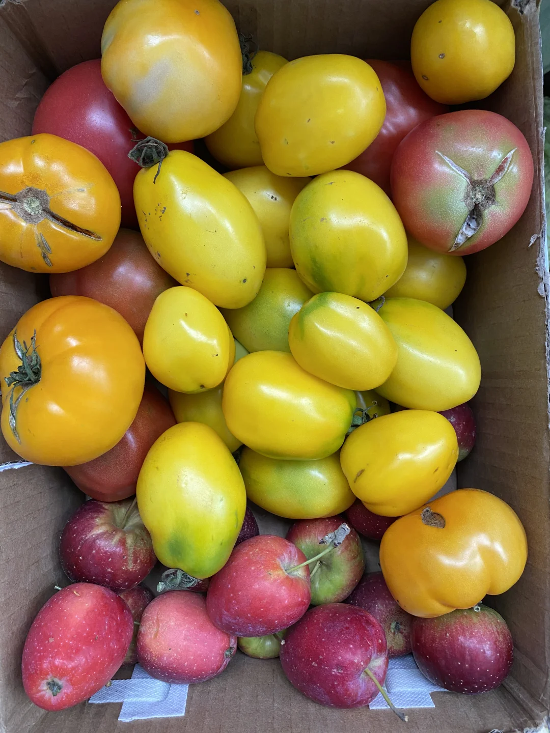 东北的柿子有股阳光的味道😋