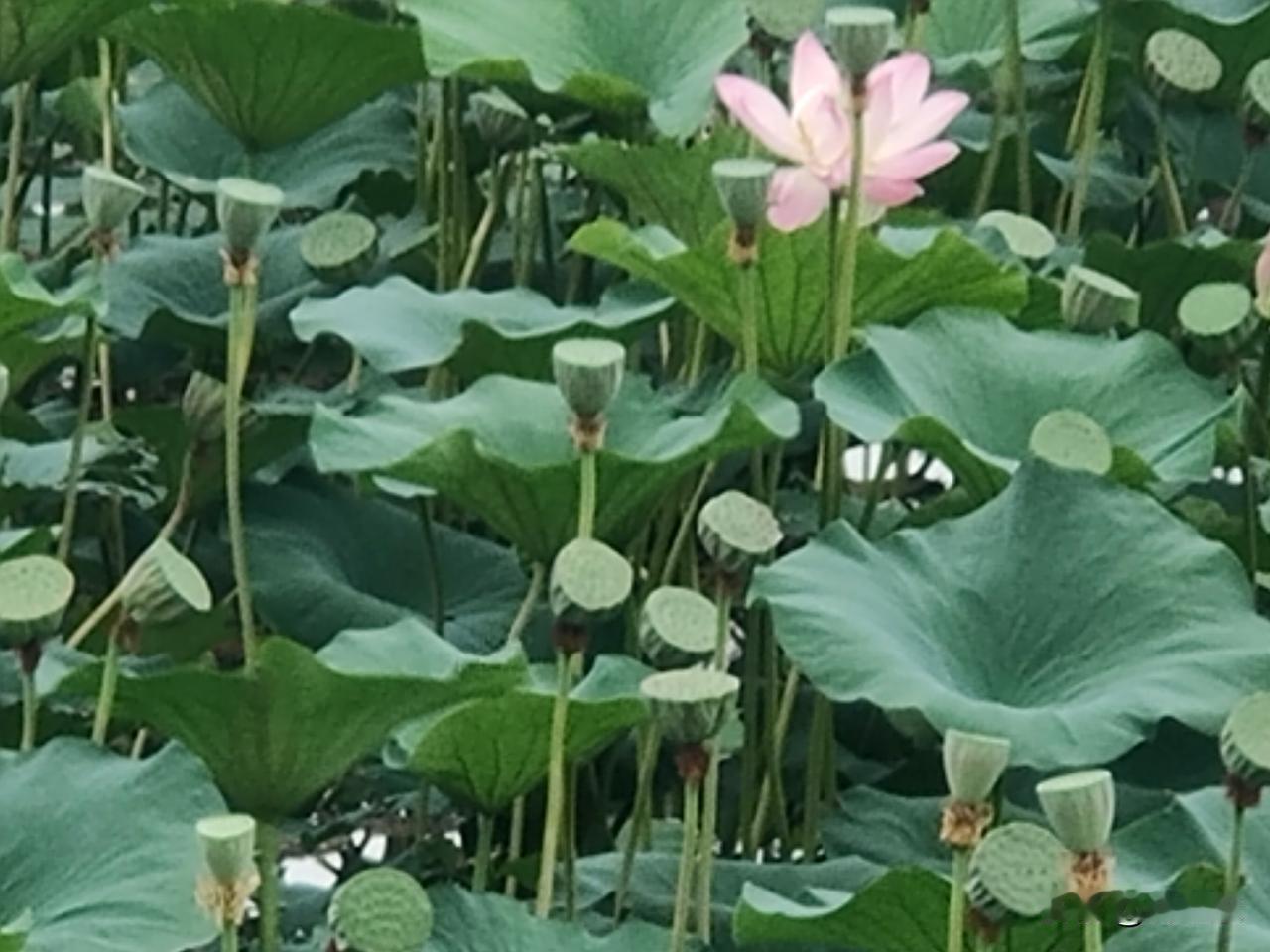 滨州湖畔
滨州湖畔赏芙蓉，
青盘轻颤粉脂红。
沙鸥戏水凌云上，
请续句……
（老