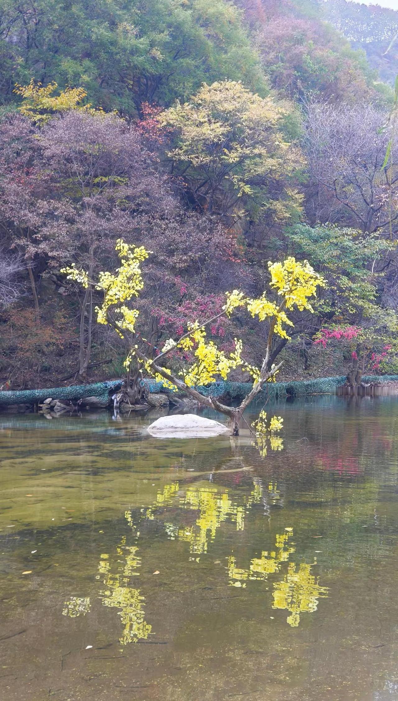 发现一处宝藏爬山地点！🌳 山间小溪边竟藏着一棵绝美“孤独树”，倒影如画！爬山 