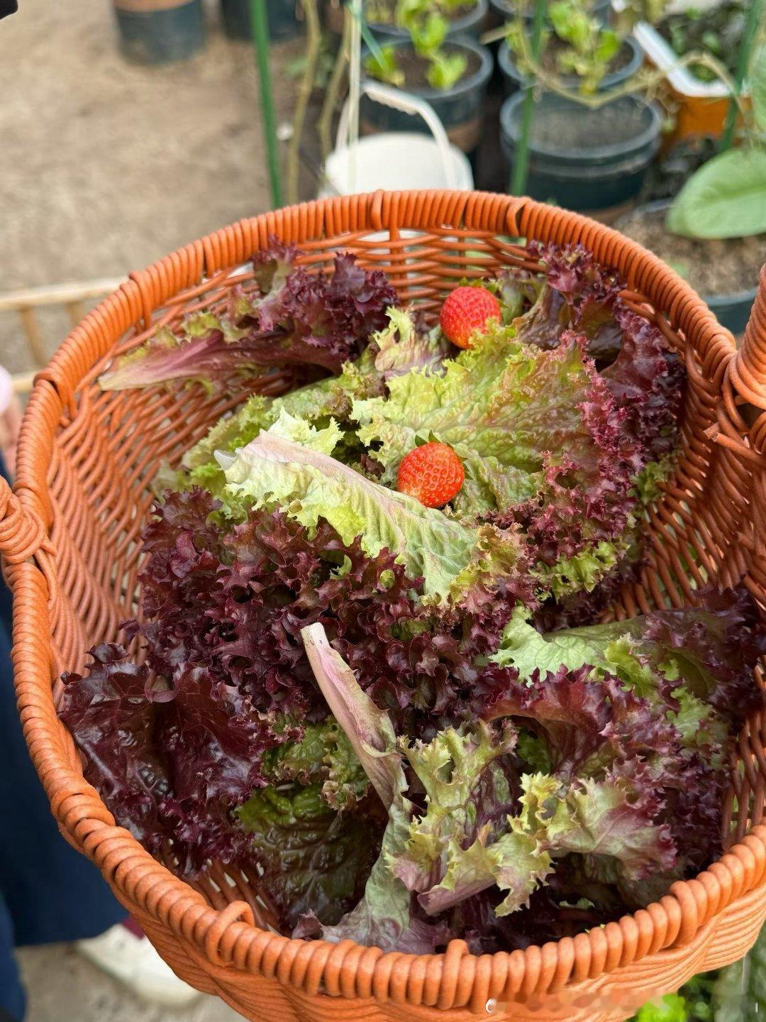 早上好～2026年1月的最后一天一晃一个月就过去了。昨晚吃了烤肉 今早明显上火早