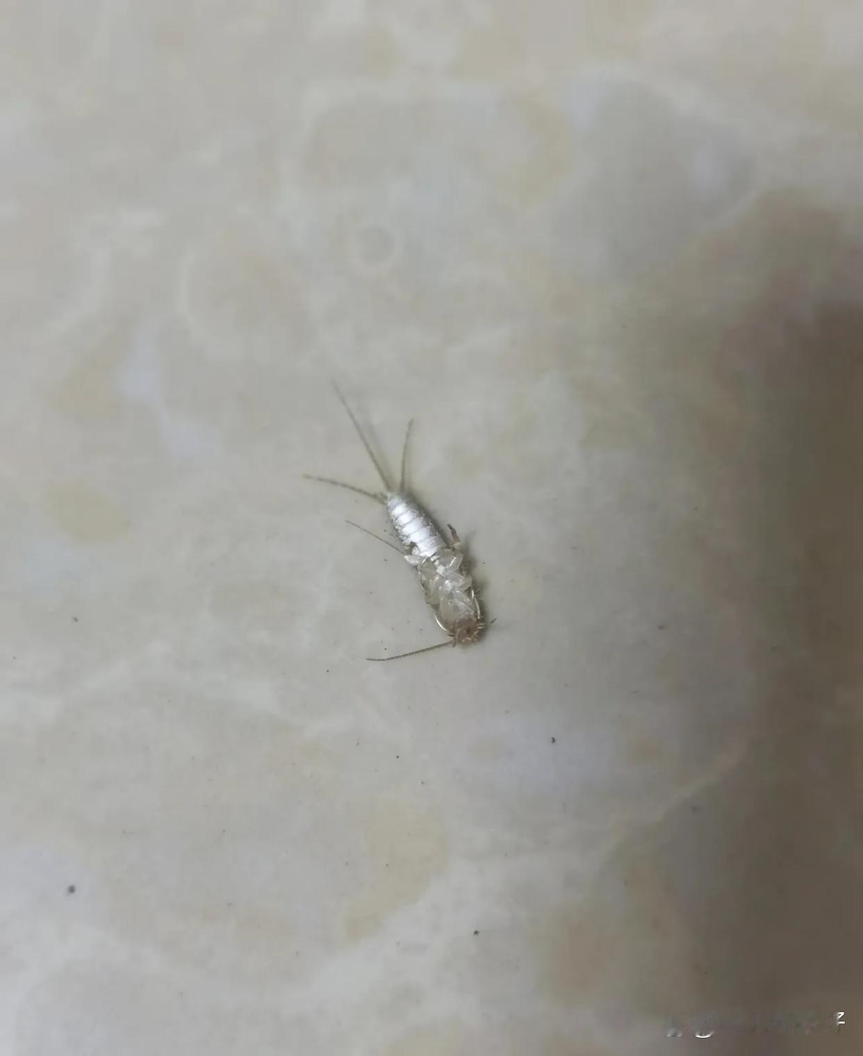 全网征集，这个叫啥虫子被它给叮了，现在浑身都是疼的如果有治疗方法最好，感谢各位大