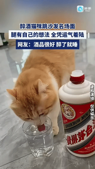 喝了两杯猫尿，
就不知道东南西北了，
走两步，看看我这风骚的走位，
走位走位，沙