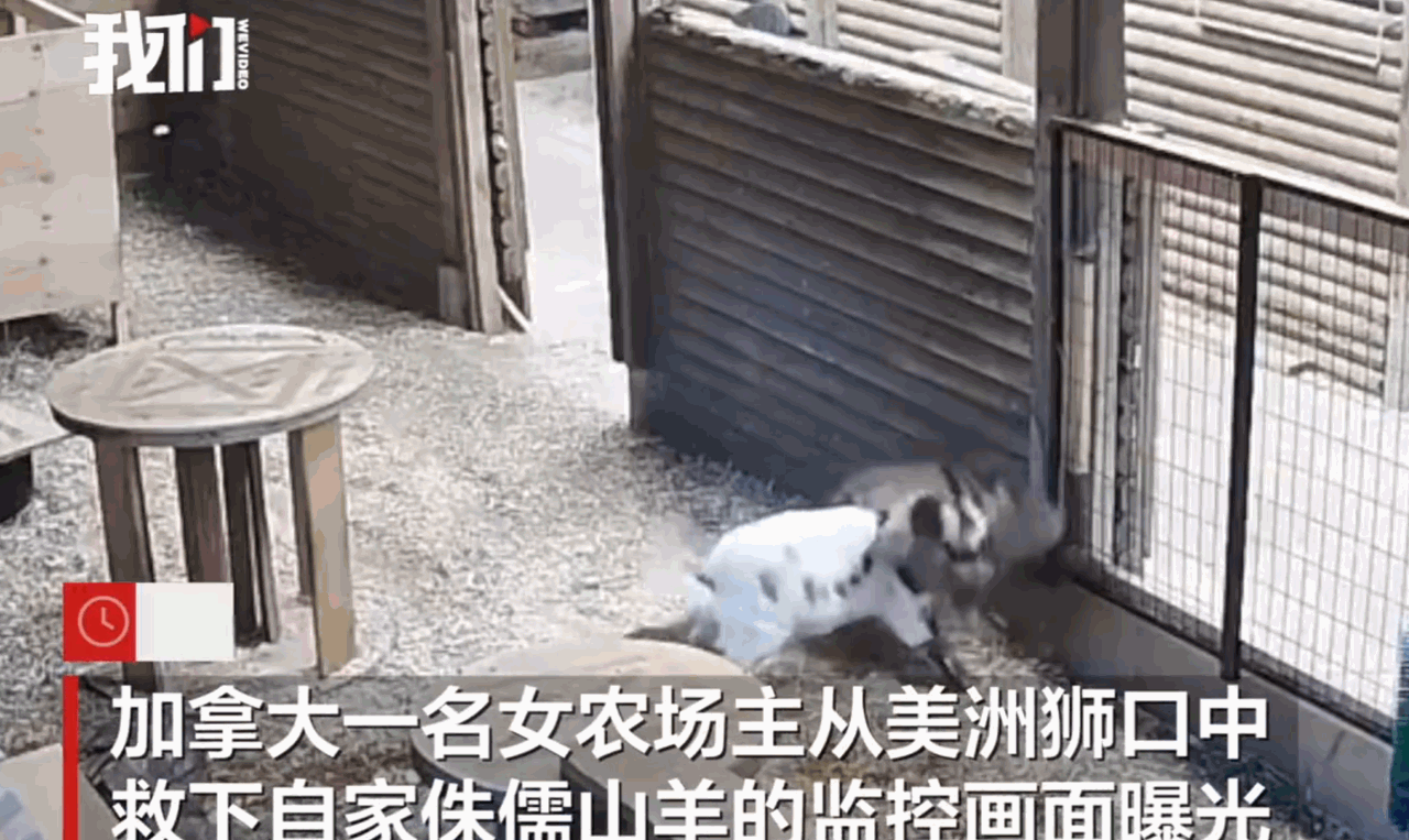 这是加拿大版的武松吗？加拿大，一名农场女主人，眼睁睁看着自己心爱的小羊被一头凶猛