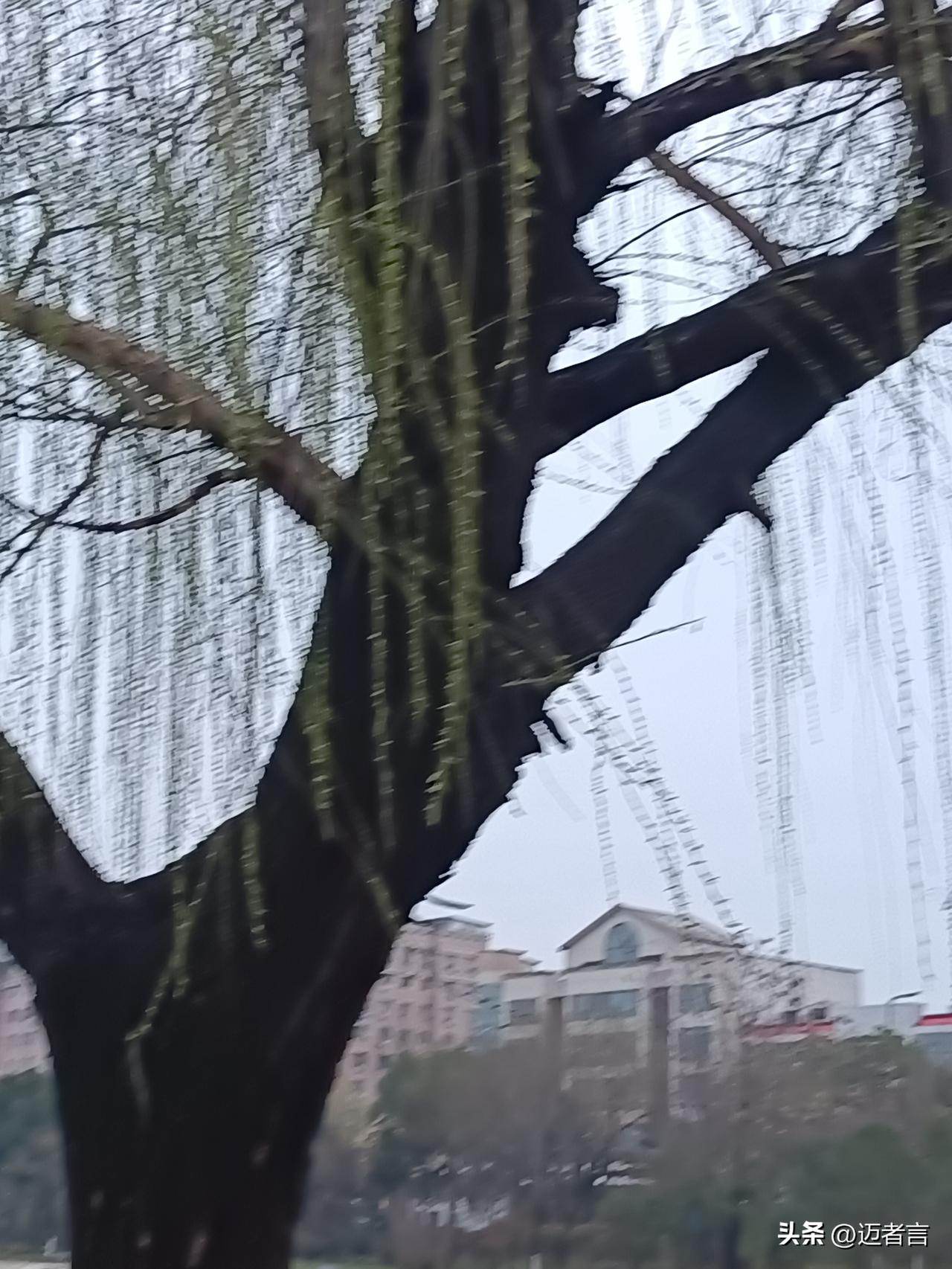 斜风细雨，寒恻恻！堤岸柳，吐新芽，着新绿。干，沧桑，遒劲，骨铮铮！枝，纤细修长，