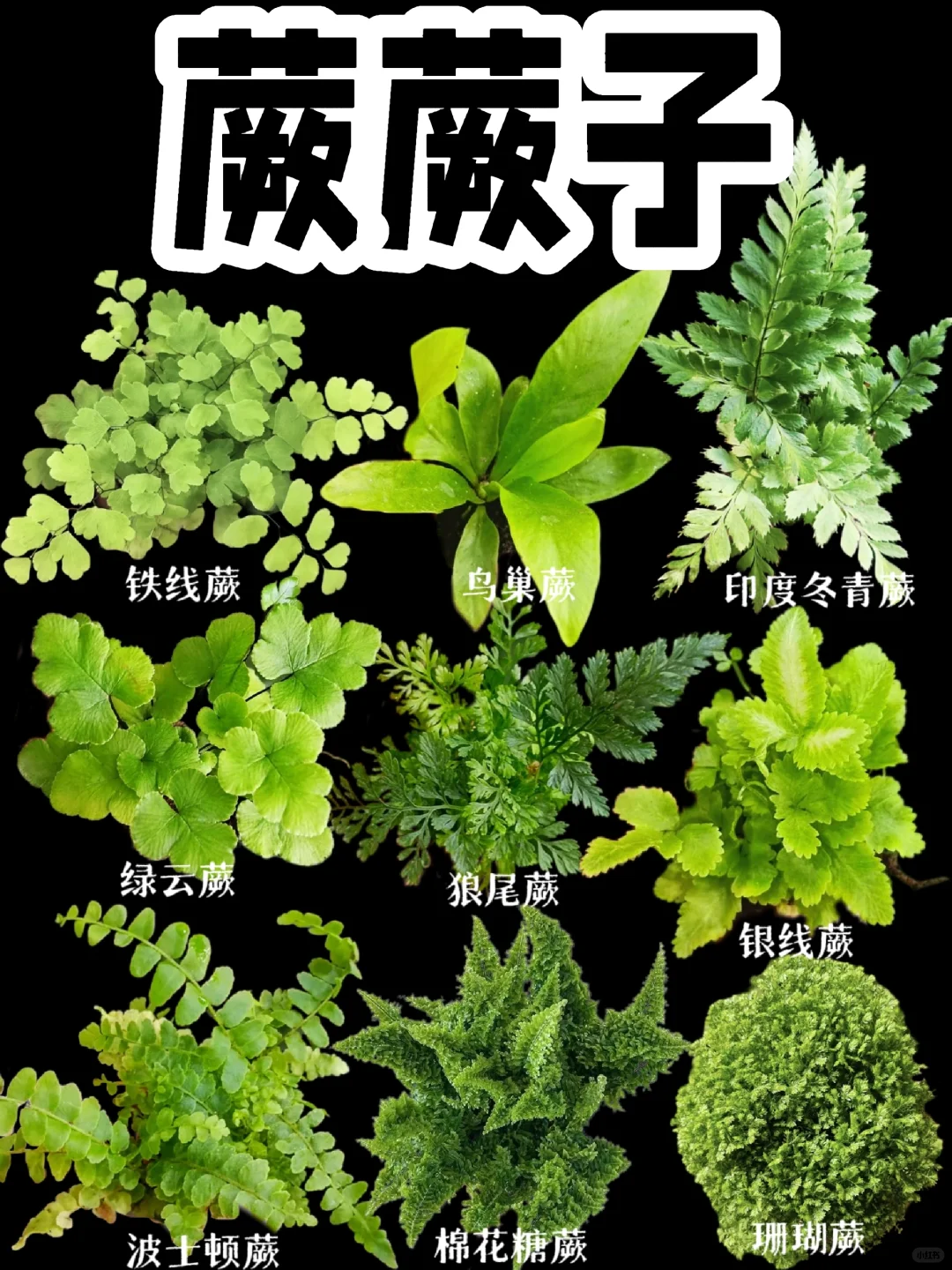 【识蕨集】雨林缸微景观鱼缸造景蕨类植物