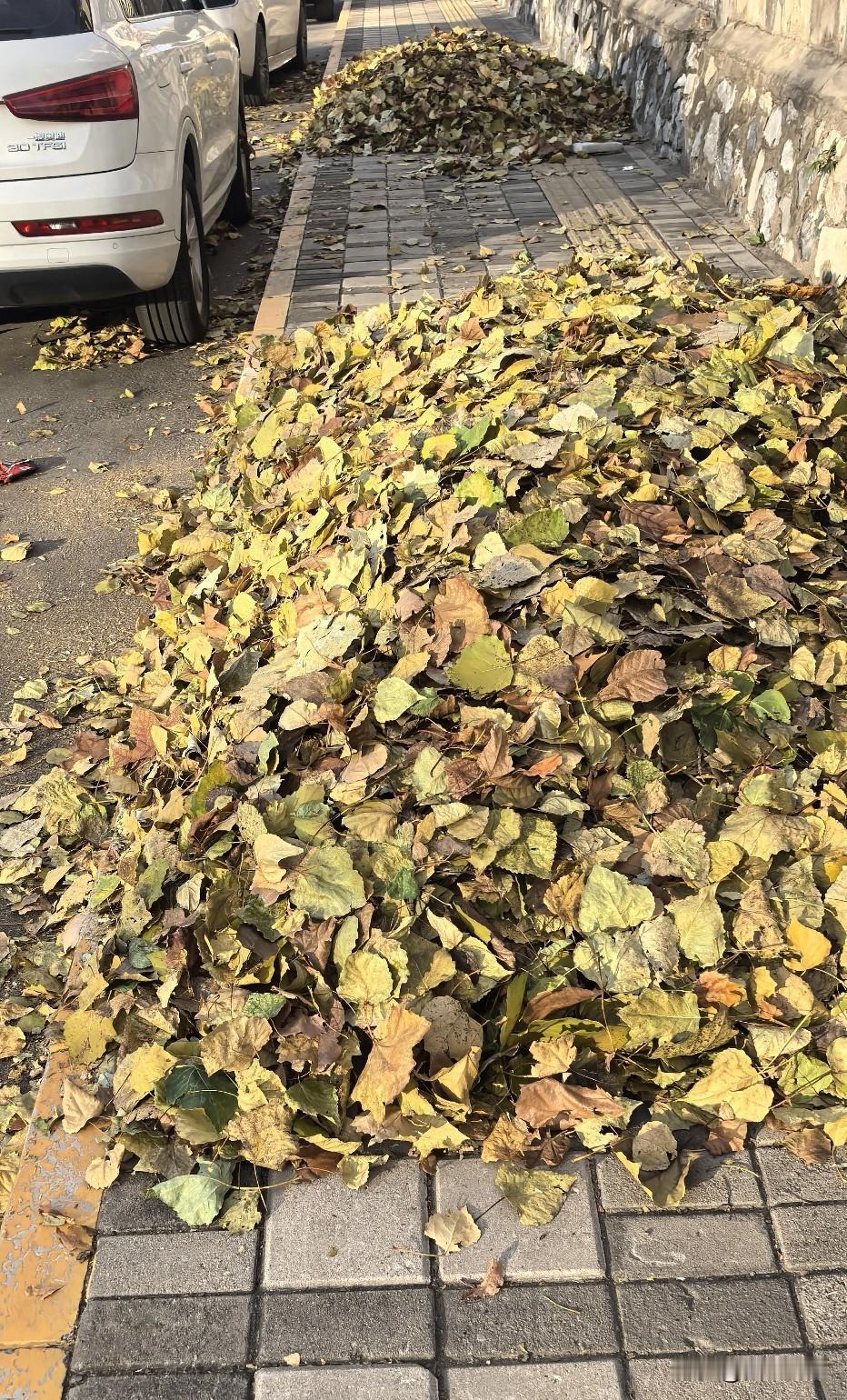 《沁园春·京城一夜大风吹》

岁律将穷，木落山空，气肃天高。
看霜枫似火，烧残野