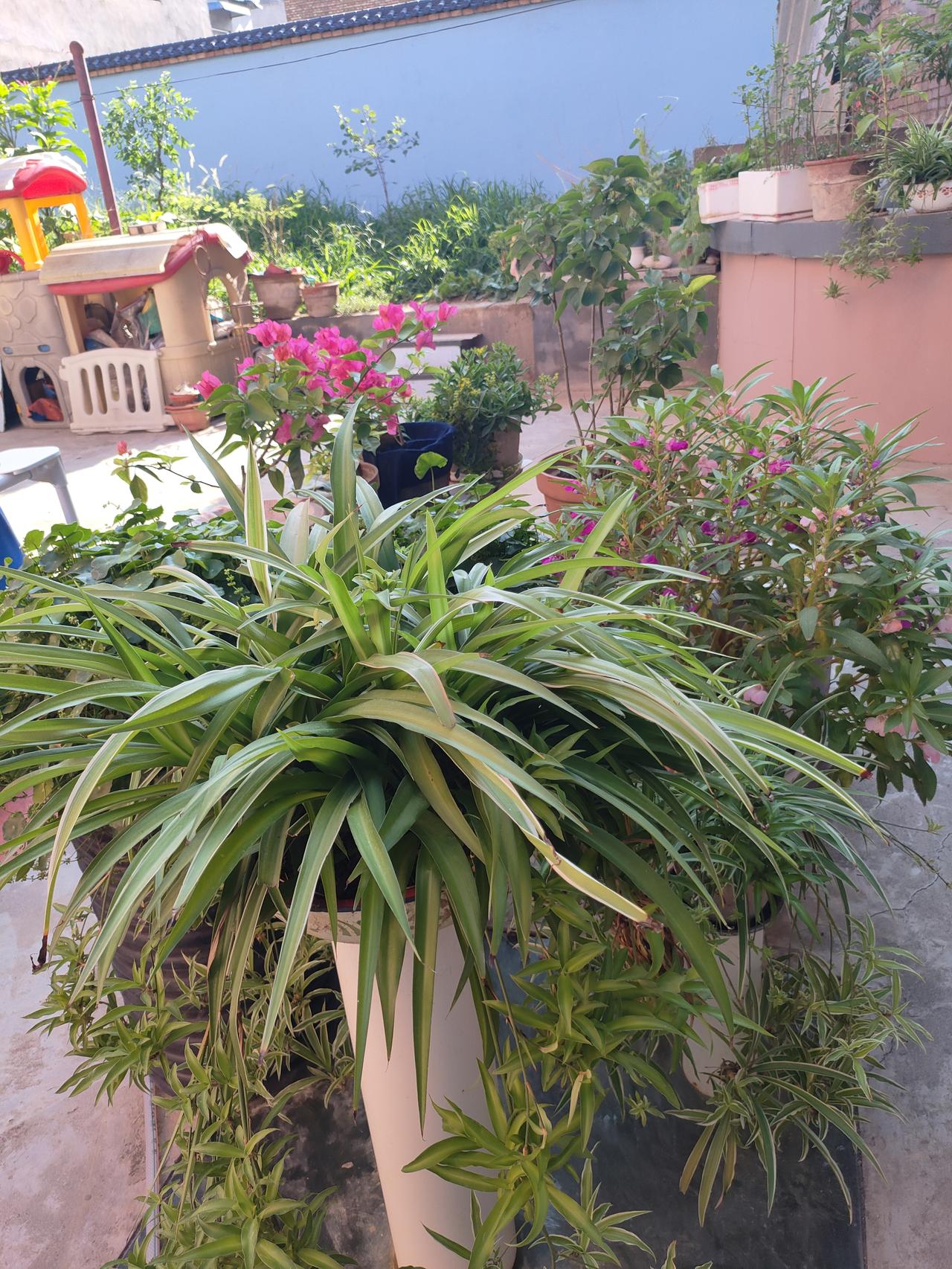​
2. 守着自家庭院，莳花弄草，看花开花落，享受烟火里的慢时光。