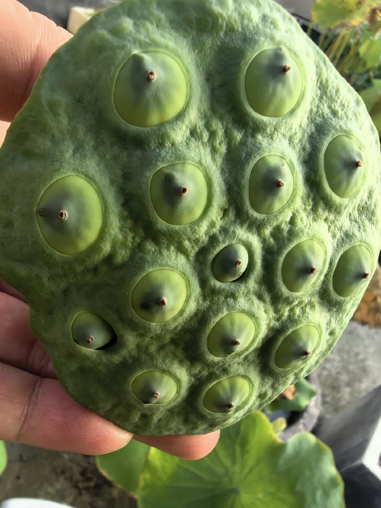 密集 莲蓬🙈 ​​​