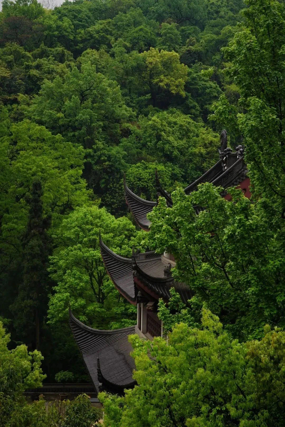 人之所以痛苦，就是在追求错误的东西，如果你不追求、不给自己烦恼，没有一个人会逼着