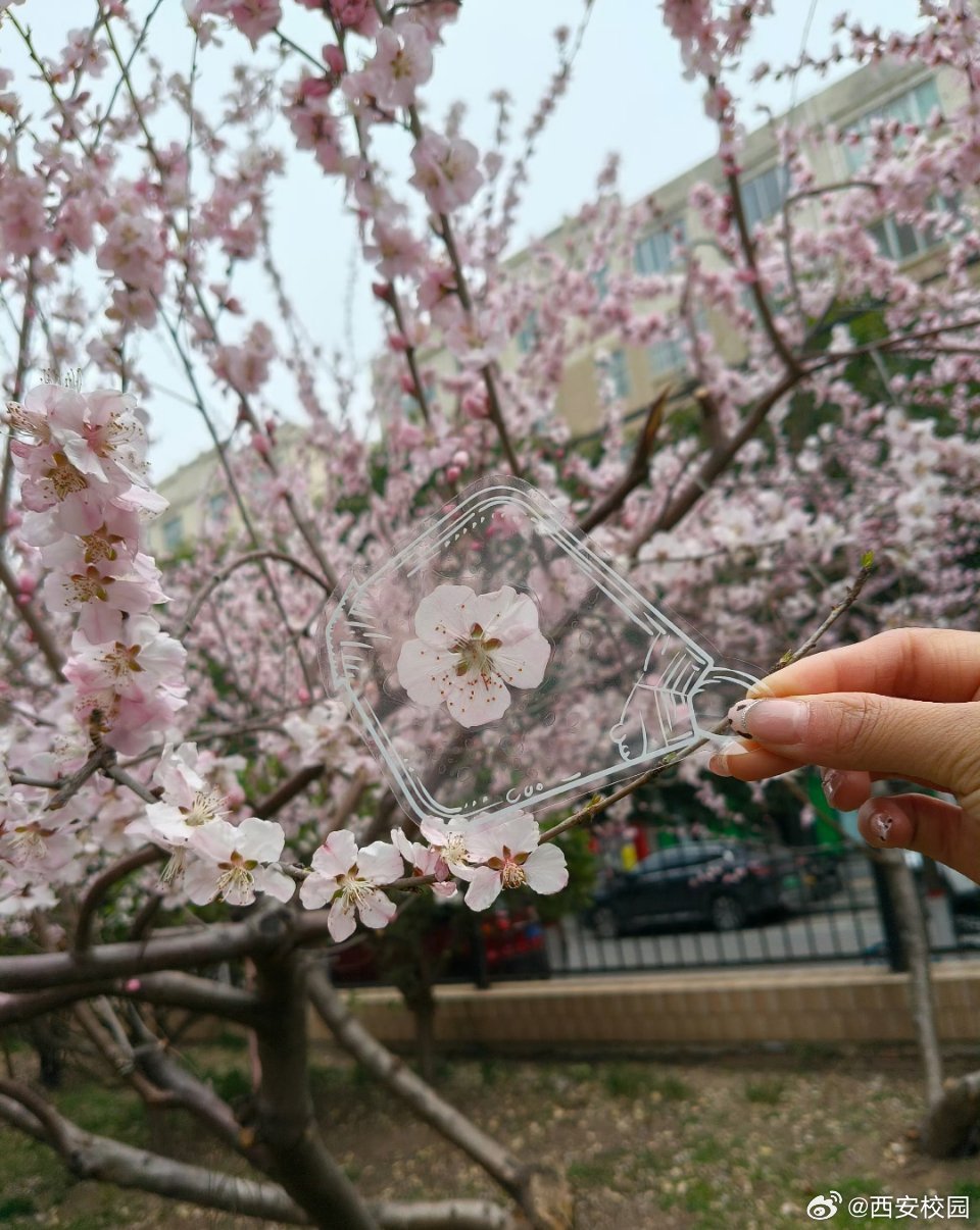 校园随手拍 花有约，春不误。[浪]｜​​​