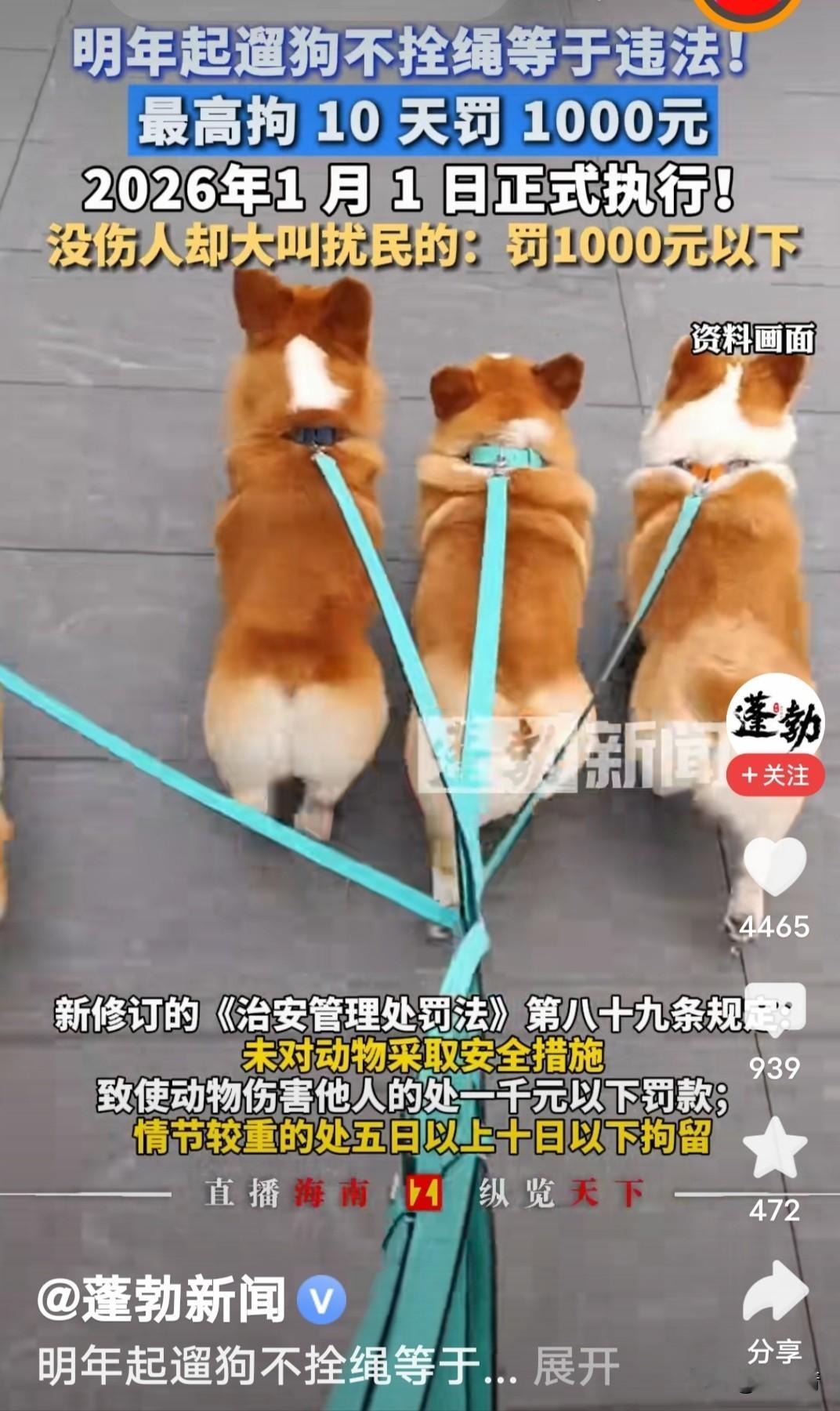 养狗不拴绳违法！公说公有理，婆说婆有理。别再争吵了，这下板上钉钉；养狗不拴绳最高