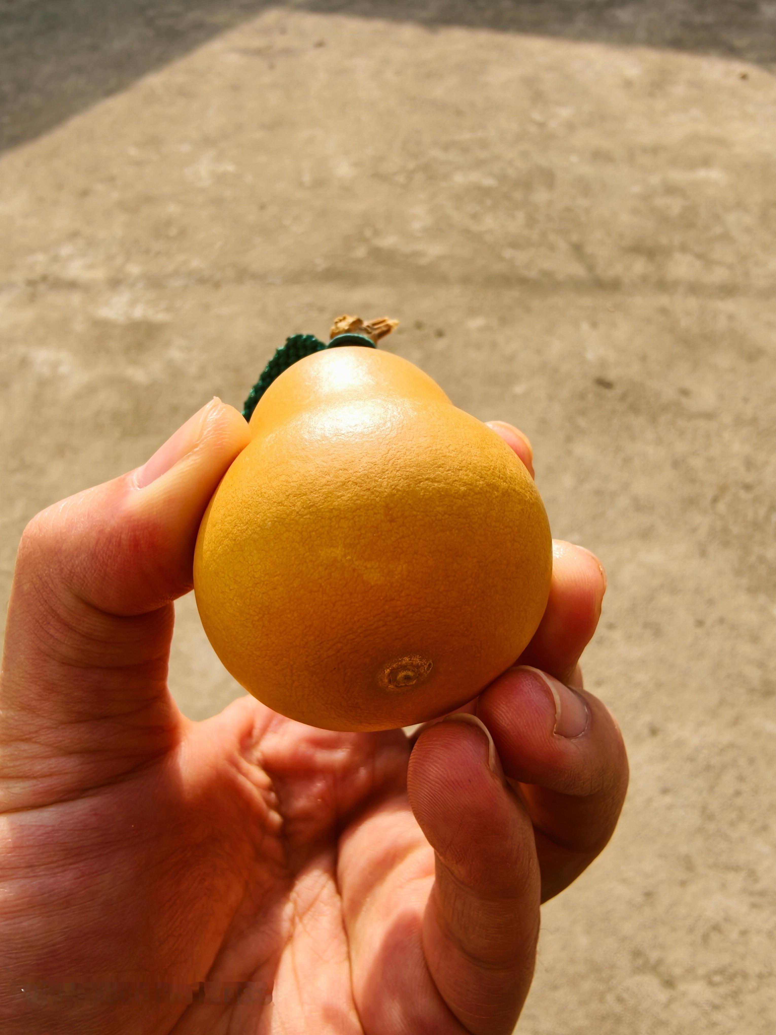 生活手记 新买的小葫芦 