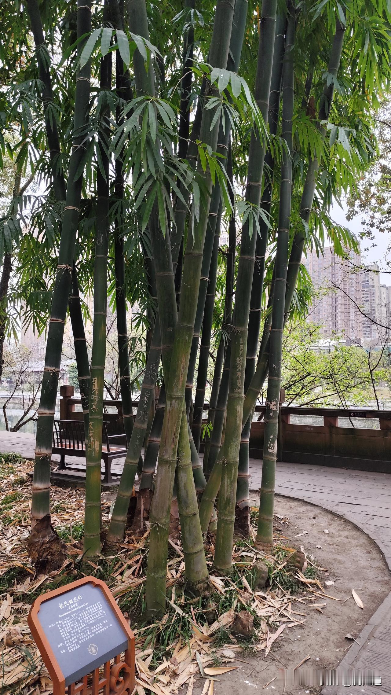 真心话茶局四川成都望江楼公园竹林丛丛，来这里看全国各地的翠竹大饱眼福。图为来自云