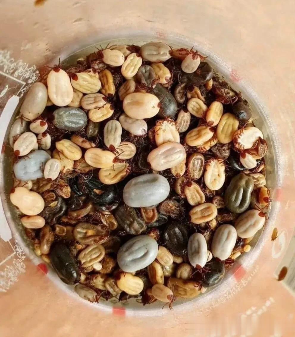 老外作死系列之暗黑食物，
猜猜碟子里盛的什么？
像不像酥脆喷香的混合坚果？
竟然