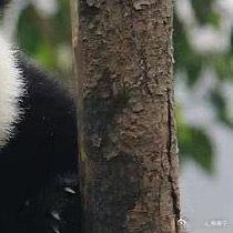 熊猫守护者 | 熊猫守护者 世界上所有的惊喜和好运，都是你累积的温柔和善良，做一