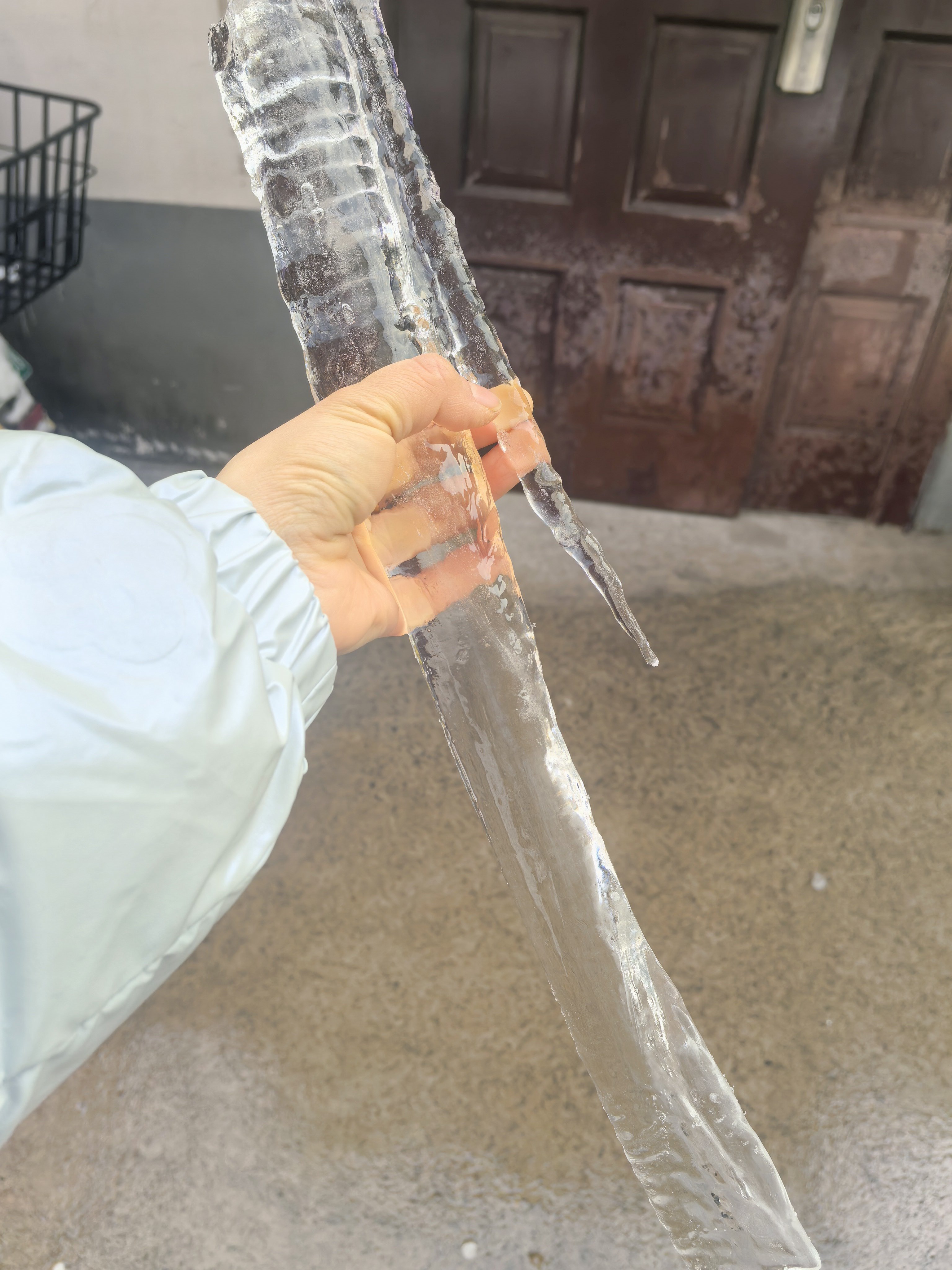 土豆回来可能要心碎了，他昨儿外面领养的大冰溜子消失了