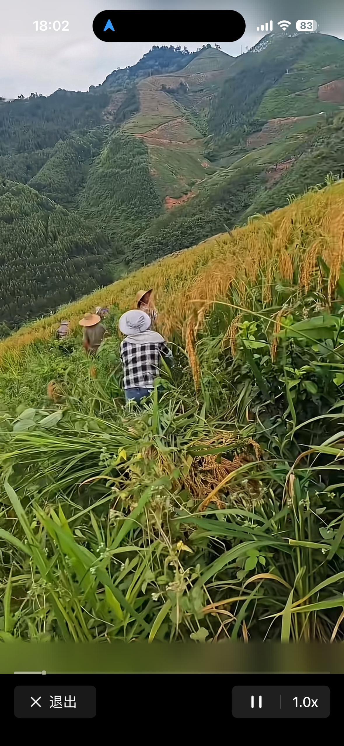 今年广西的旱稻看起来丰收了，枝杆粗壮，稻穗沉甸甸的，确实是丰收的样子。
    