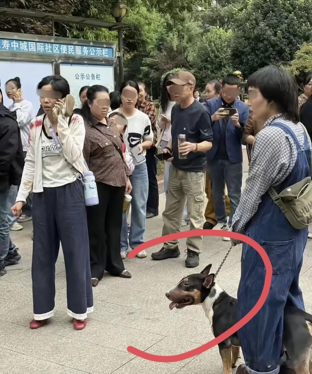 仁寿狗咬事件大家忽略了一个细节，
事发后这只烈犬仍然没有戴“嘴套”！
看到这个狗