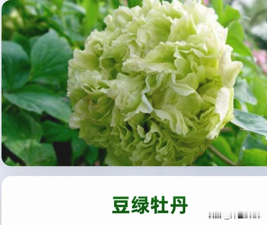 据说下面五种花是民间认
为最美的家种花，你养过吗？
1.牡丹: 花中之王，国色天