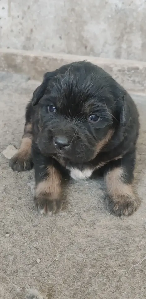 十一岁的宝龙老来得子，今年奉献给我的唯一的一只公獒。