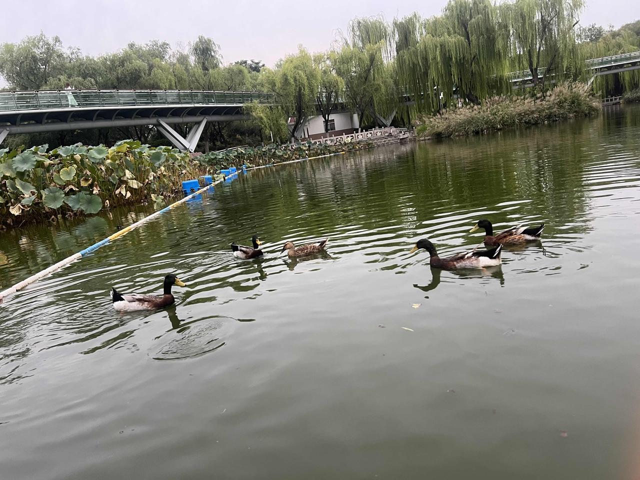 关于山东泰山队五个外援瓦科、克雷桑、马德鲁加、泽卡还有洛佩斯大家看看该如何应对？